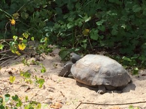 Gopher Turtle in Hugh Taylor Birch State Park
