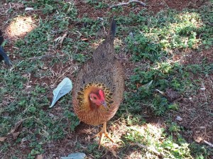 Female wild lowland chicken