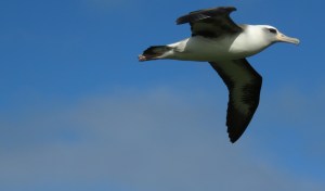 Laysan Albatross, Kilauea National Wildlife Refuge, Kauai