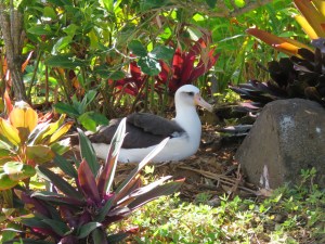 Nesting Laysan Albatross, Princeville