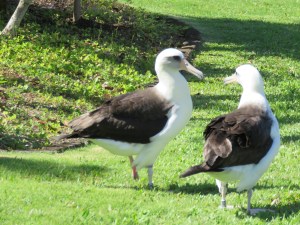 Laysan Albatross, Princeville