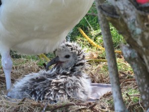 Laysan Albatross Day-old Chick
