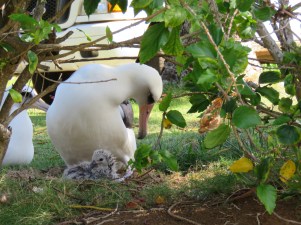 Laysan Albatross and Parent, Princeville