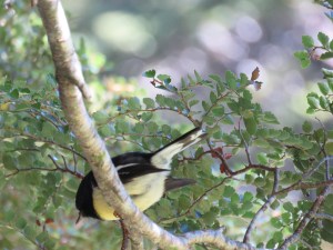 South Island Tomtit