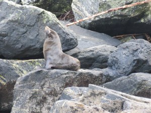 Fur seal in Milford Sound